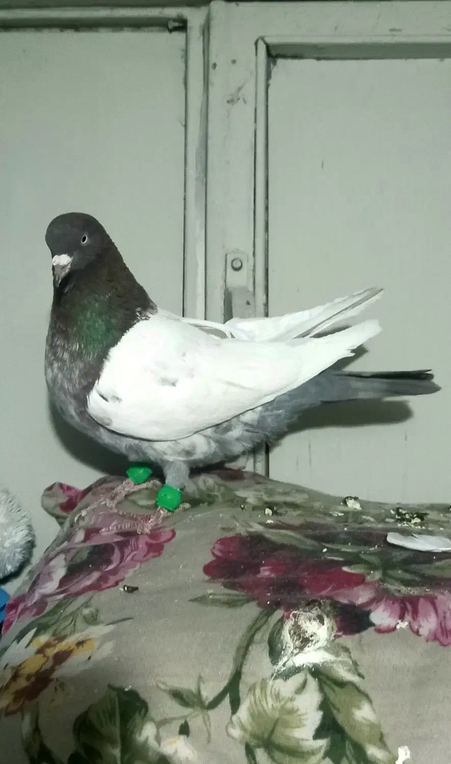 کبوتر سینه نر مست غریب|پرنده|بجنورد, |دیوار