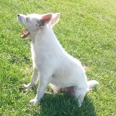 واگذاری سگ|سگ|فولادشهر, C4|دیوار