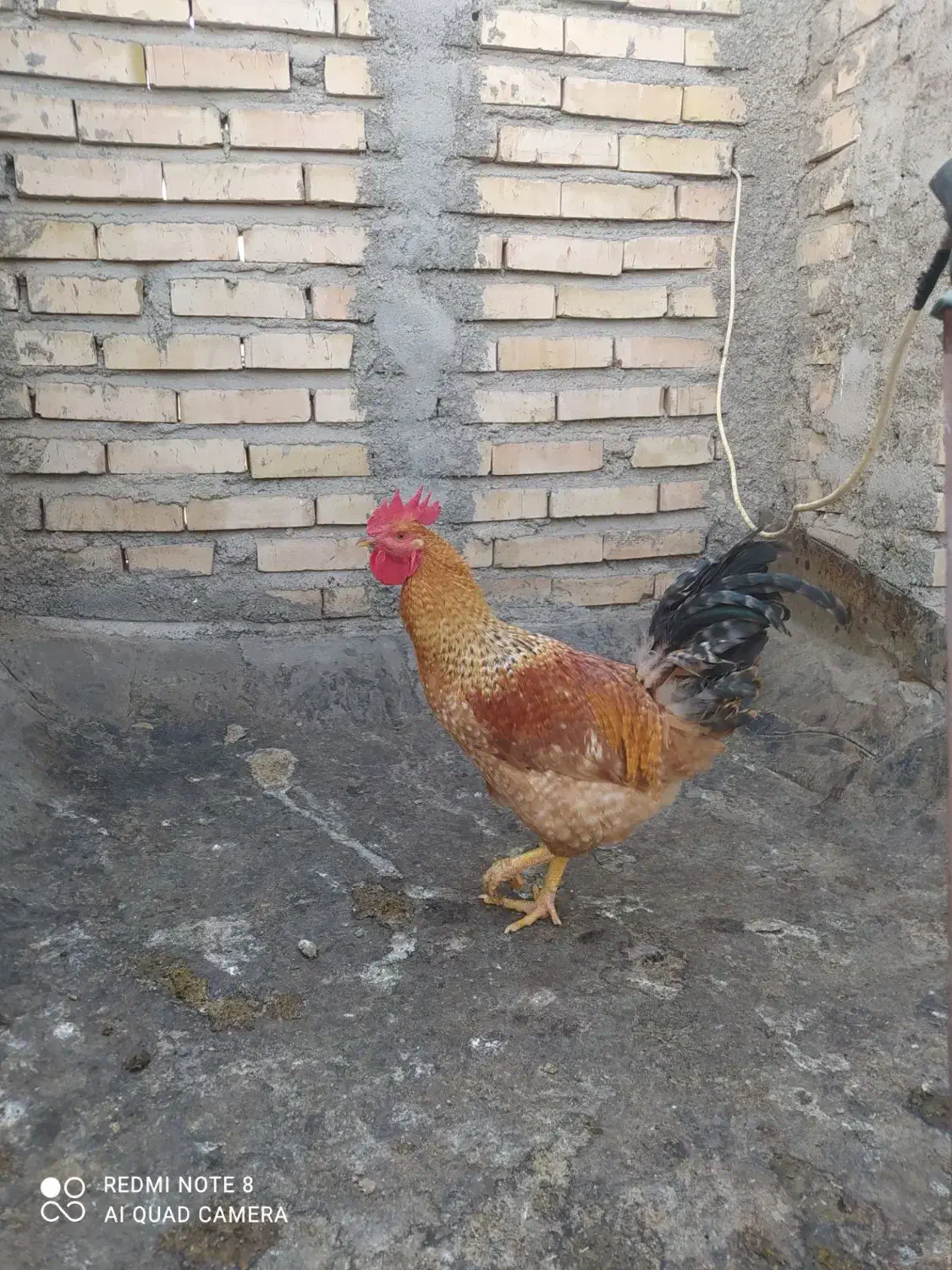 خروس جوان|حیوانات مزرعه|مشهد, بهارستان|دیوار