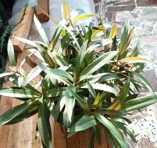 گل بابا آدم و سوزنی|گل و گیاه طبیعی|رشت, امین الضرب|دیوار