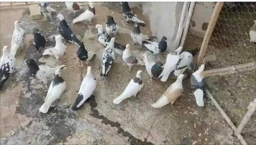 دمی|پرنده|خرمآباد, |دیوار