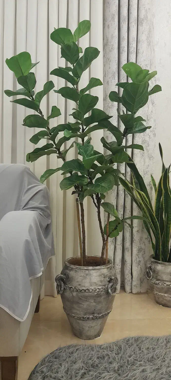 گل لیراتا|گل و گیاه طبیعی|رشت, پیرکلاچای|دیوار