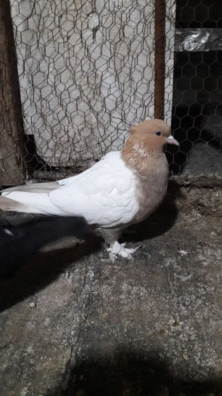 کفترسینه|پرنده|شیراز, شهرک مهدیه|دیوار