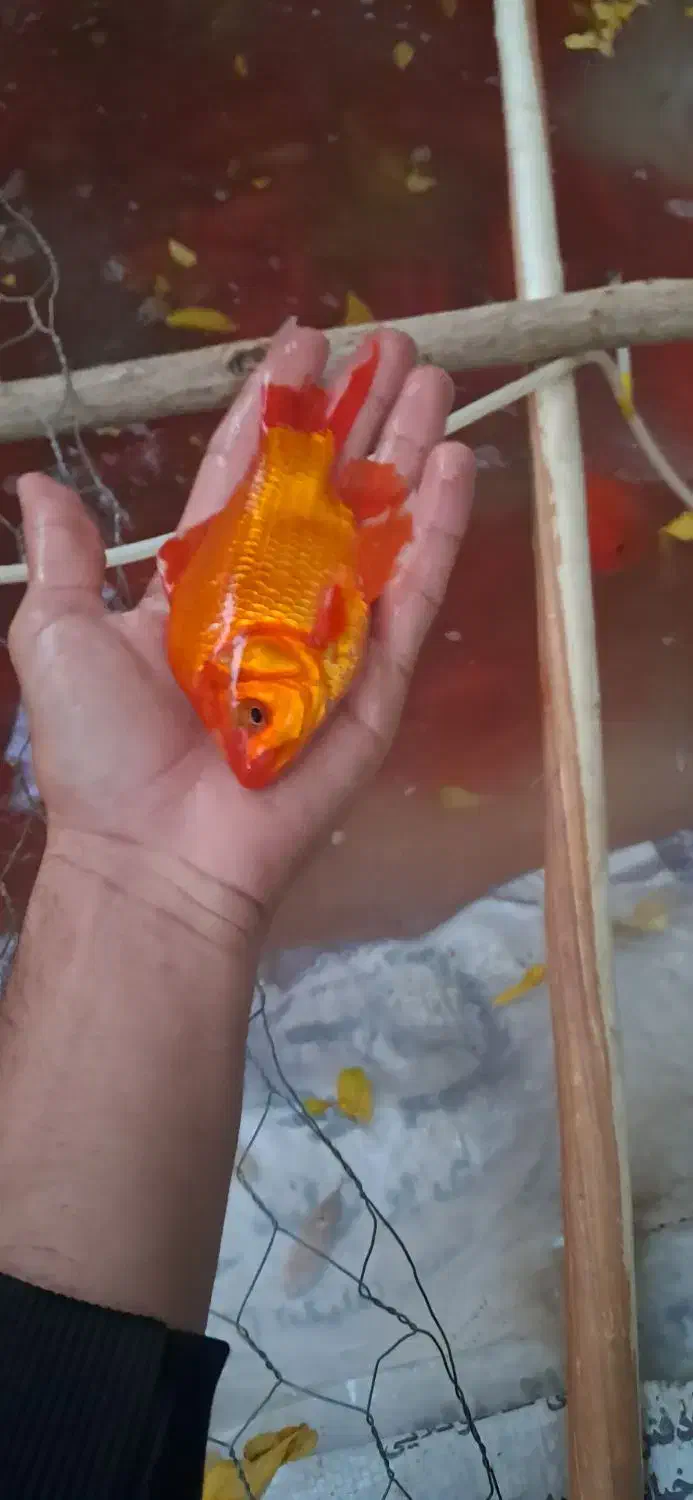 ماهی قرمز|ماهی|اسفراین, |دیوار