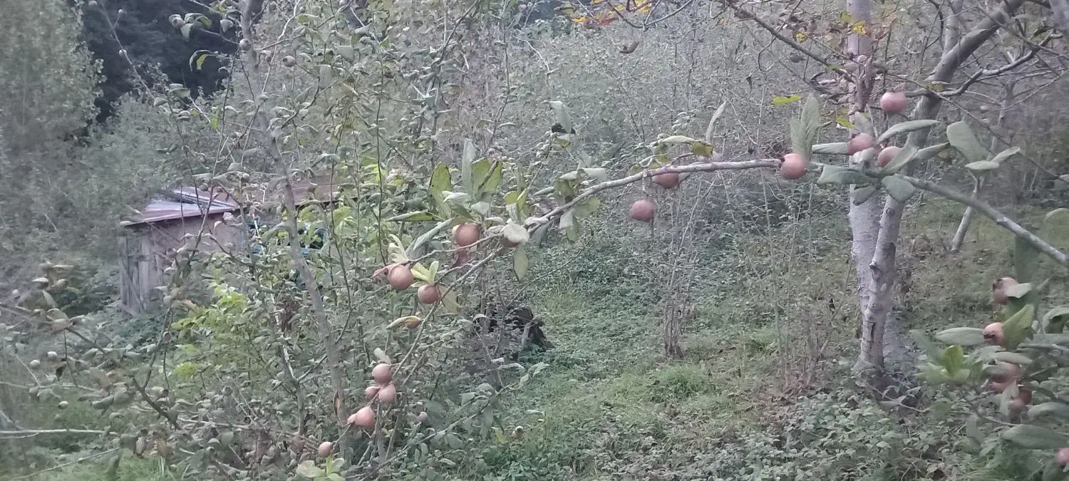 زمین به متراژ۱۷۰۰متربدون مدرک فقط نسق وفروشنامه|فروش زمین و ملک کلنگی|لوندویل, |دیوار
