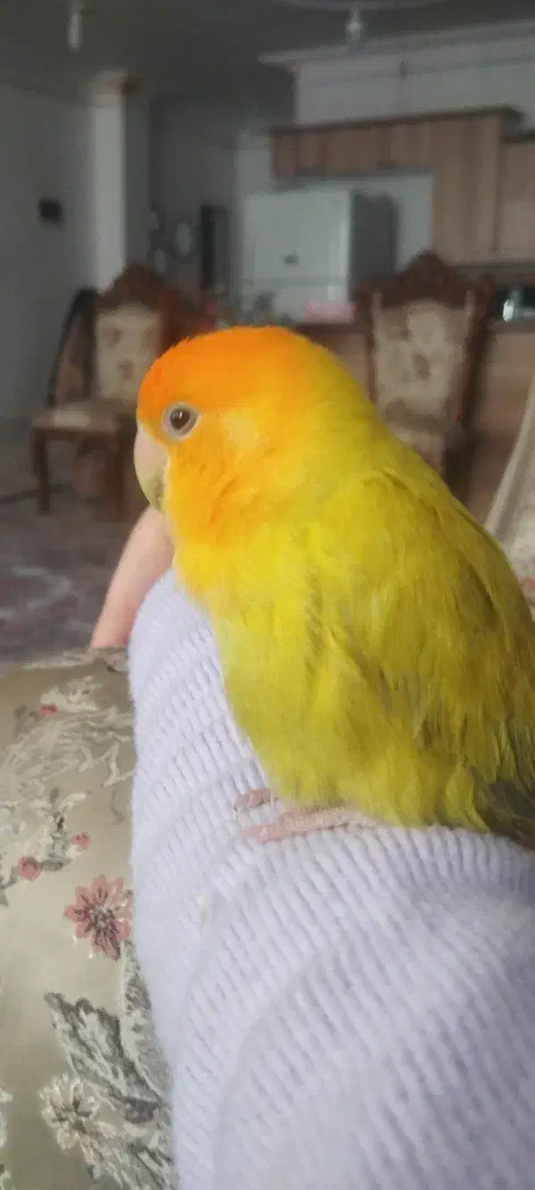 کوتوله گمشده|حیوانات|اندیمشک, |دیوار