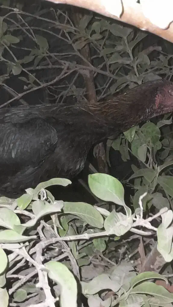 فروش مرغ . ۳تا ماده مرغ و ی خروس هنوز اذان نمیگه|حیوانات مزرعه|جغین, |دیوار