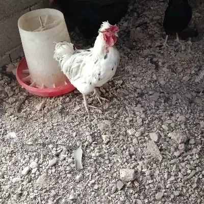 مرغ خروس|حیوانات مزرعه|شاهین‌شهر, شهرک میلاد|دیوار