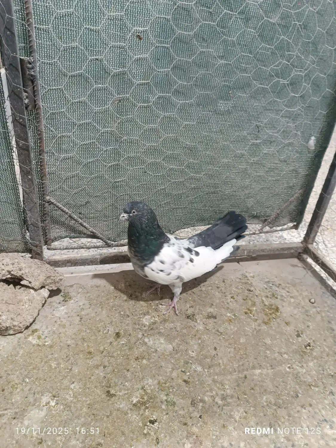 کله دم سبز|پرنده|کبودرآهنگ, |دیوار