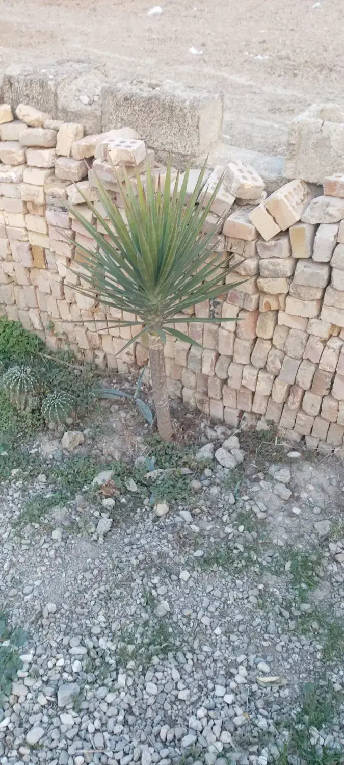 گل یوکا|حراج|گنبد کاووس, |دیوار