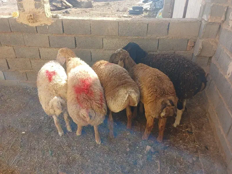 بره جعمی|حیوانات مزرعه|تربت جام, جامرود|دیوار