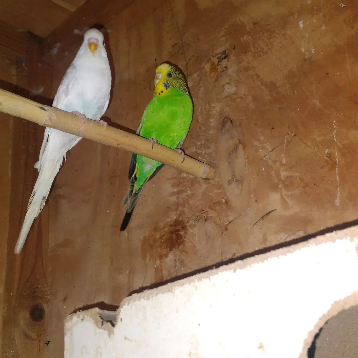 یک جفت مرغ عشق|پرنده|گرگان, |دیوار