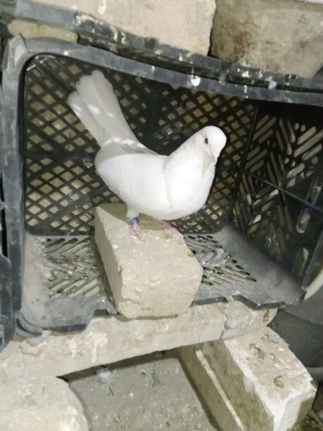 کفتر پرشی|پرنده|شازند, |دیوار