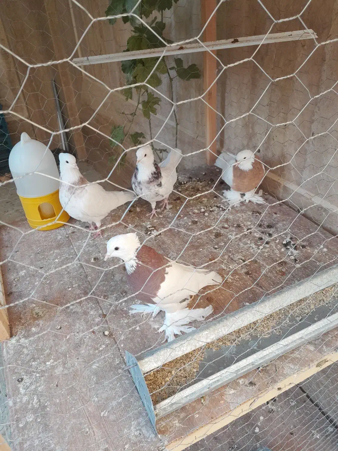 فروش دوعدد کبوتر طوقی قرمز و زرد پاپری|پرنده|چادگان, |دیوار