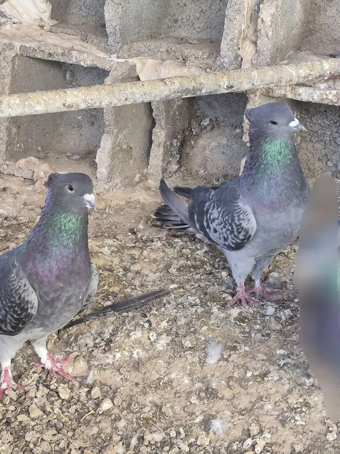 کبوتر دمگیر|پرنده|برخوار, |دیوار