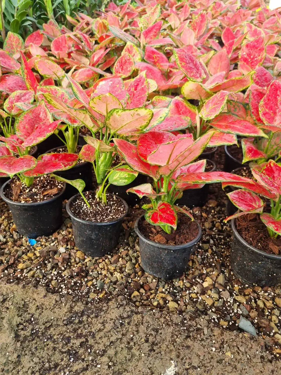 کارگر باغبانی|خدمات باغبانی و درختکاری|تهران, قاسم‌آباد|دیوار