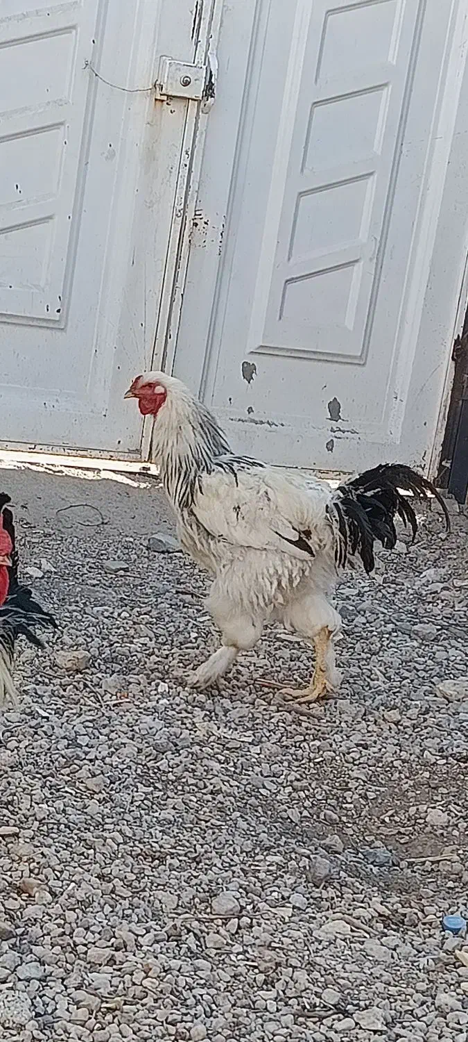 خروس برهما جوان|حیوانات مزرعه|ارژن, |دیوار