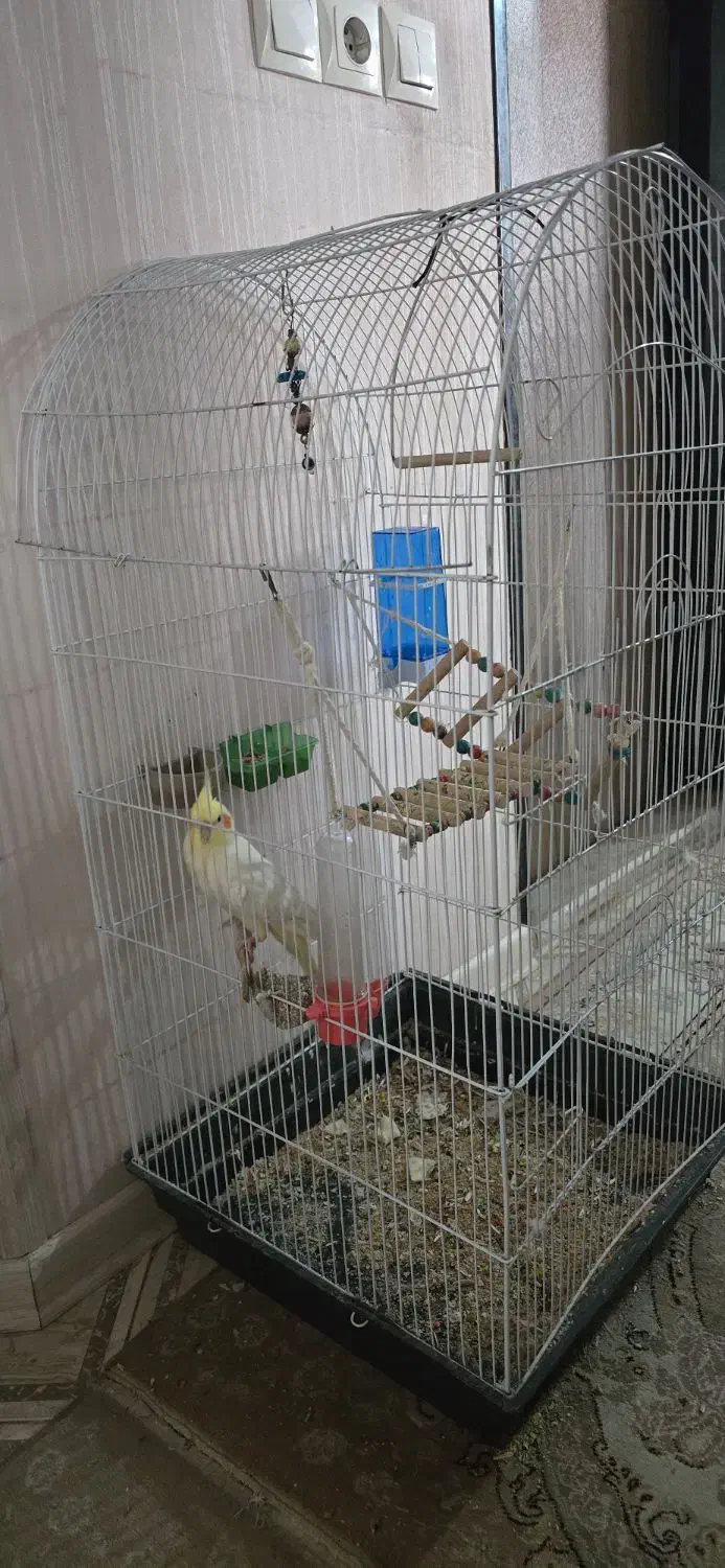 فروش عروس هلندی با قفس بزرگ و امکانات|پرنده|شیراز, آزادگان|دیوار