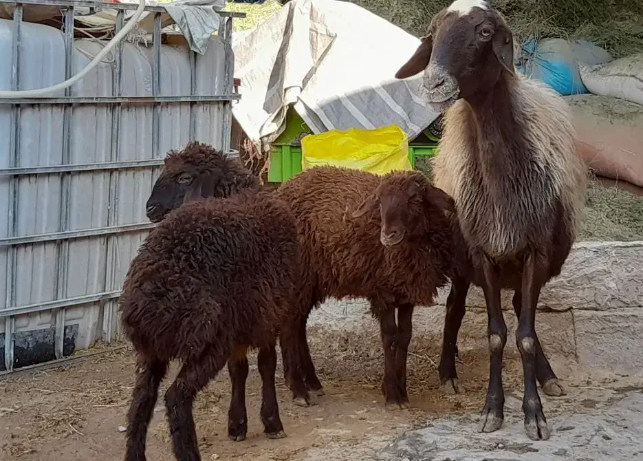 میش مهربانی دوقلو دوباره آبستن|حیوانات مزرعه|درگزین, |دیوار