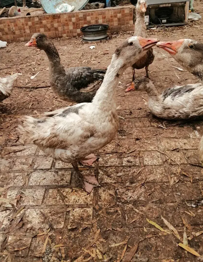 ۸ عدد غاز|حیوانات مزرعه|قیامدشت - خاورشهر, |دیوار