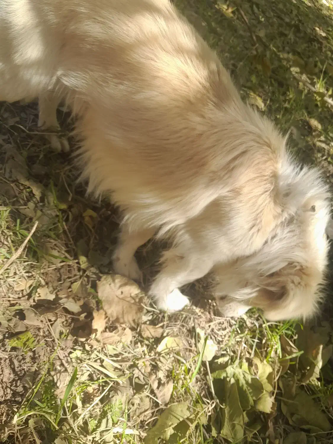 پا کوتاه نژاد دار|سگ|باروق, |دیوار