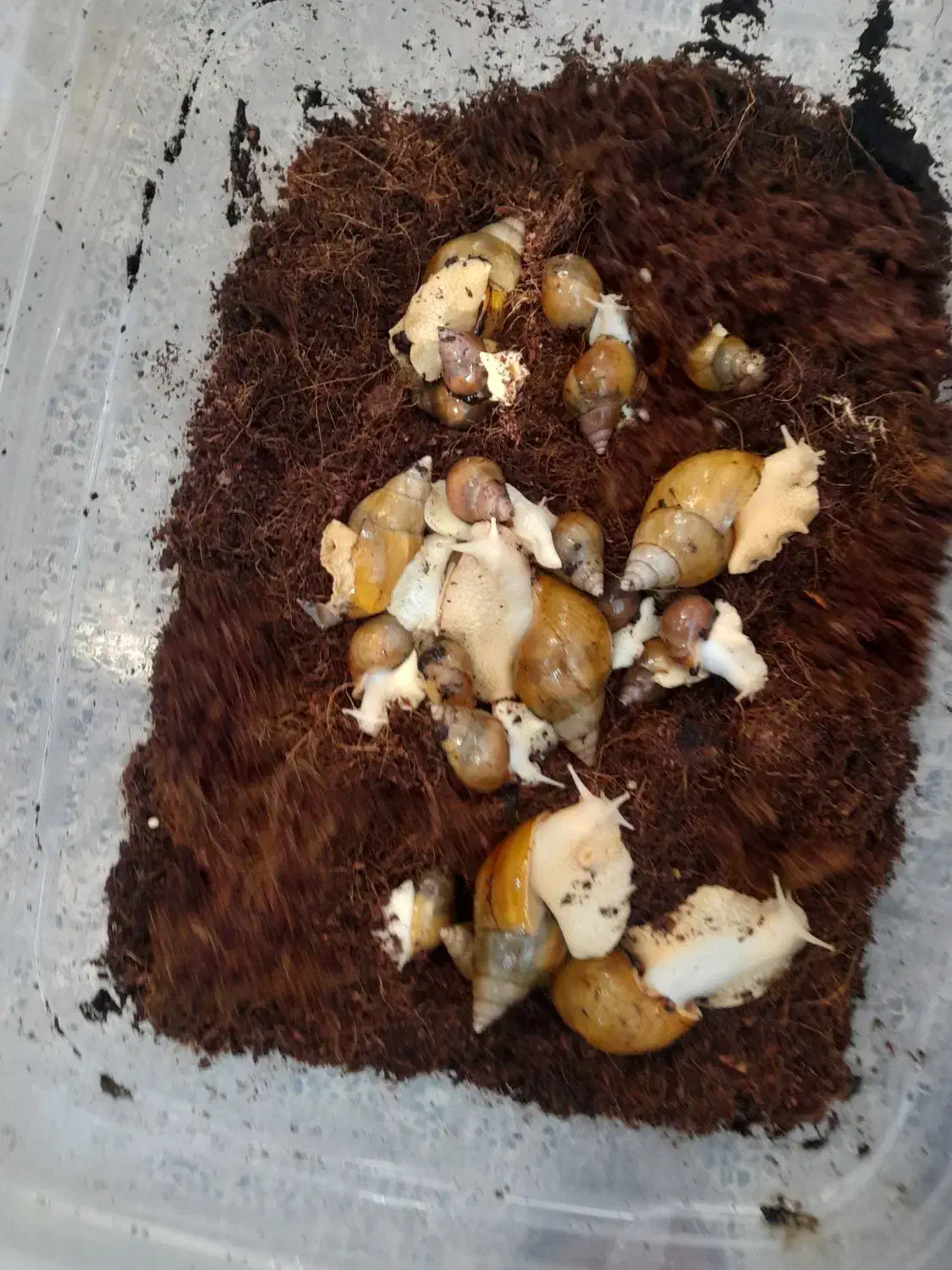 حلزون|خزنده|بندرعباس, |دیوار