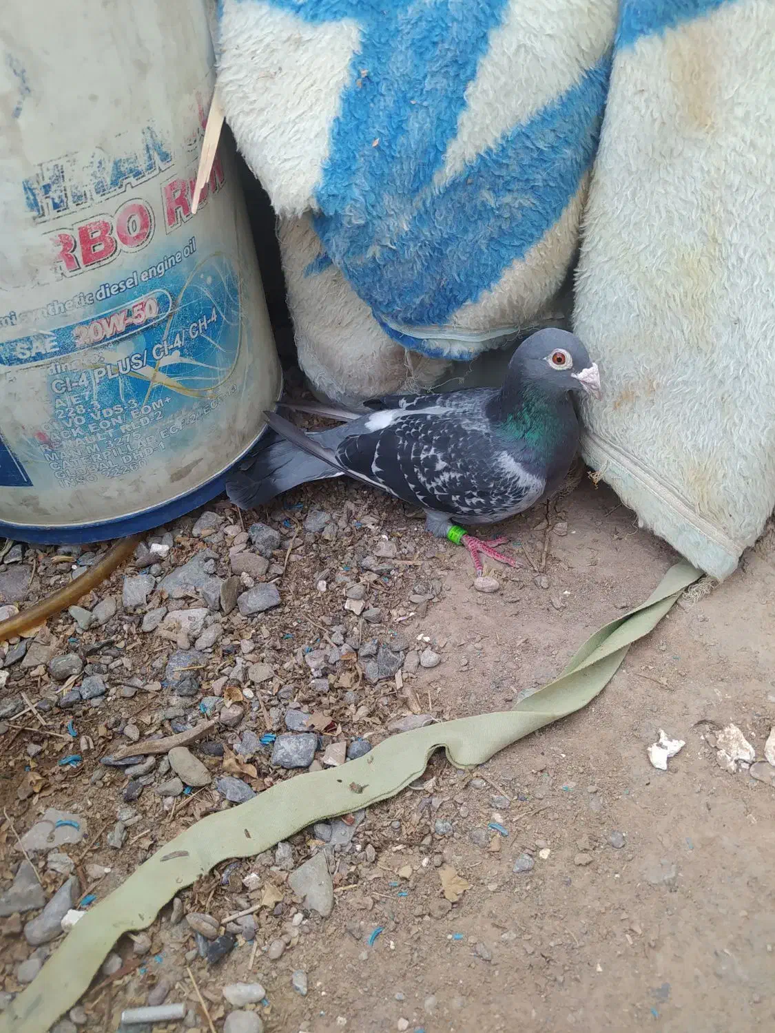 کفتر|پرنده|نهبندان, |دیوار