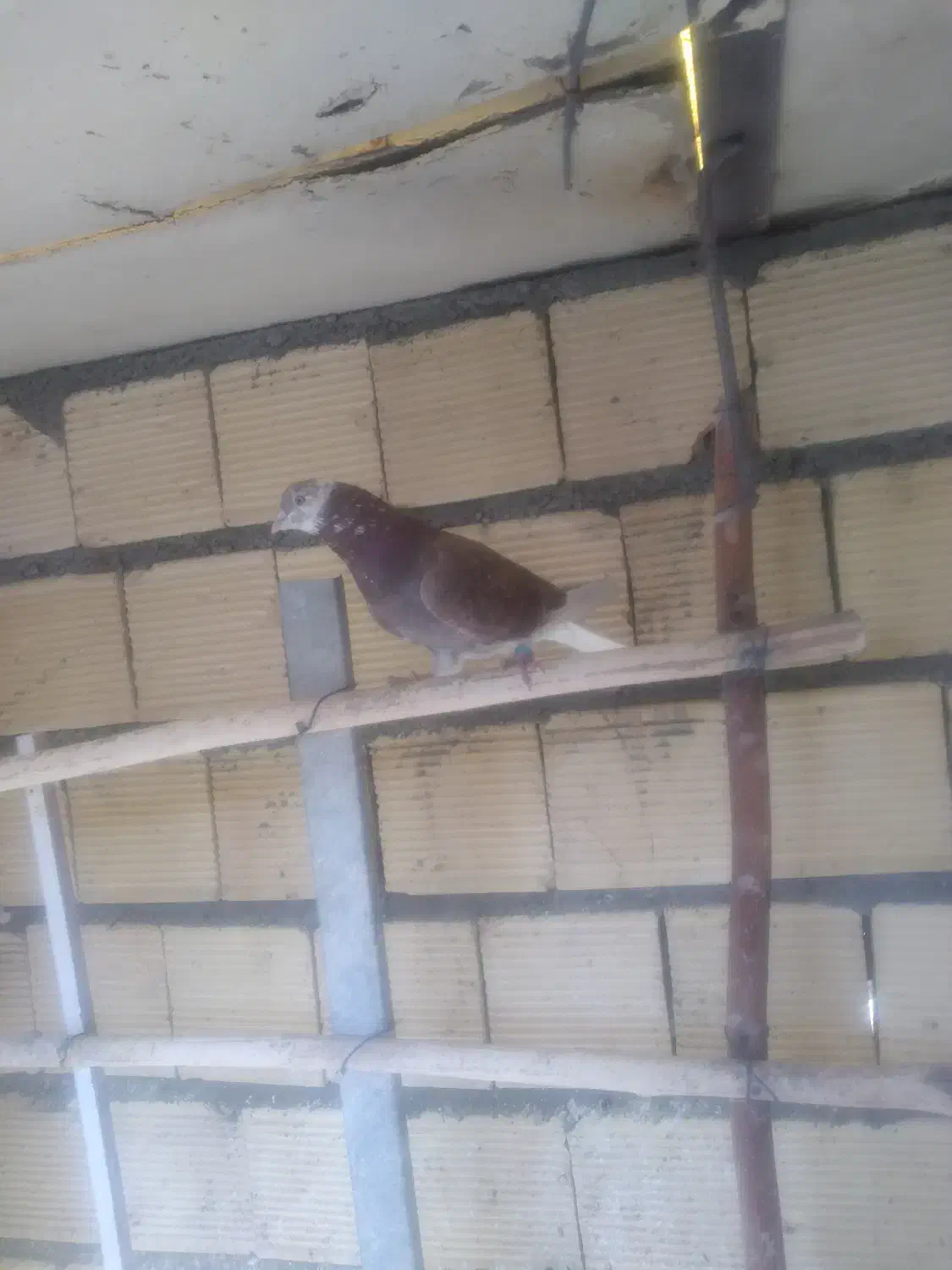 تهرونی|پرنده|شاهین‌شهر, امام حسین|دیوار