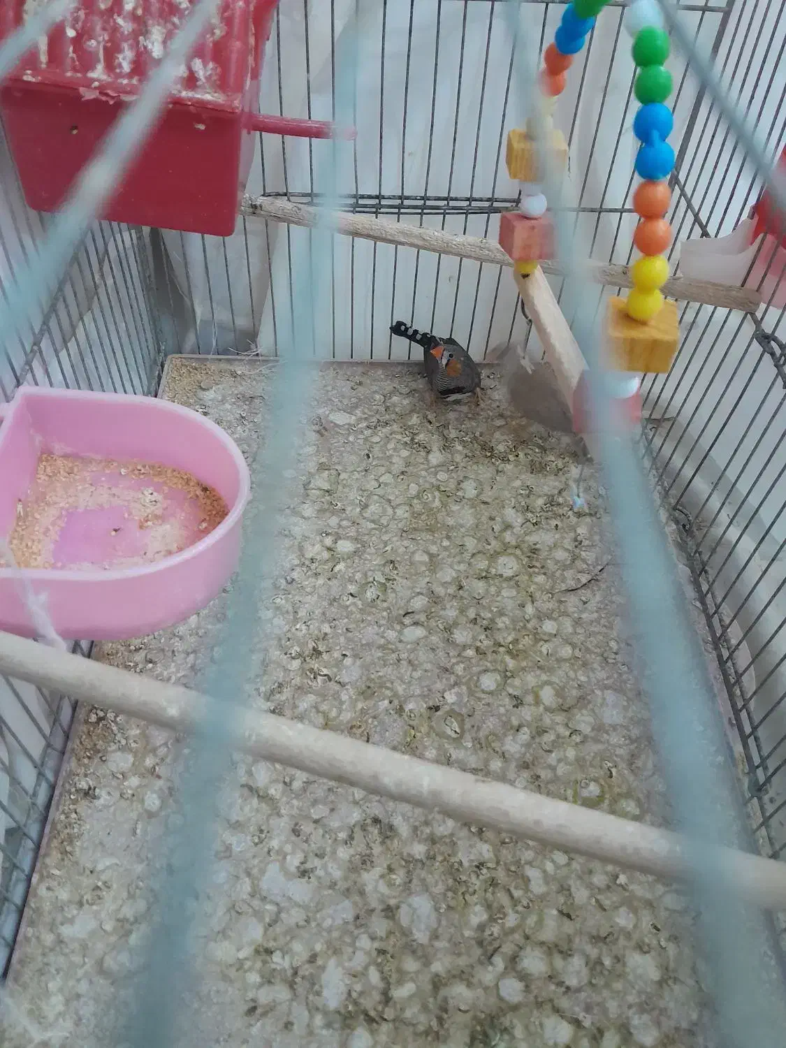 فنج|پرنده|قم, وادی السلام|دیوار