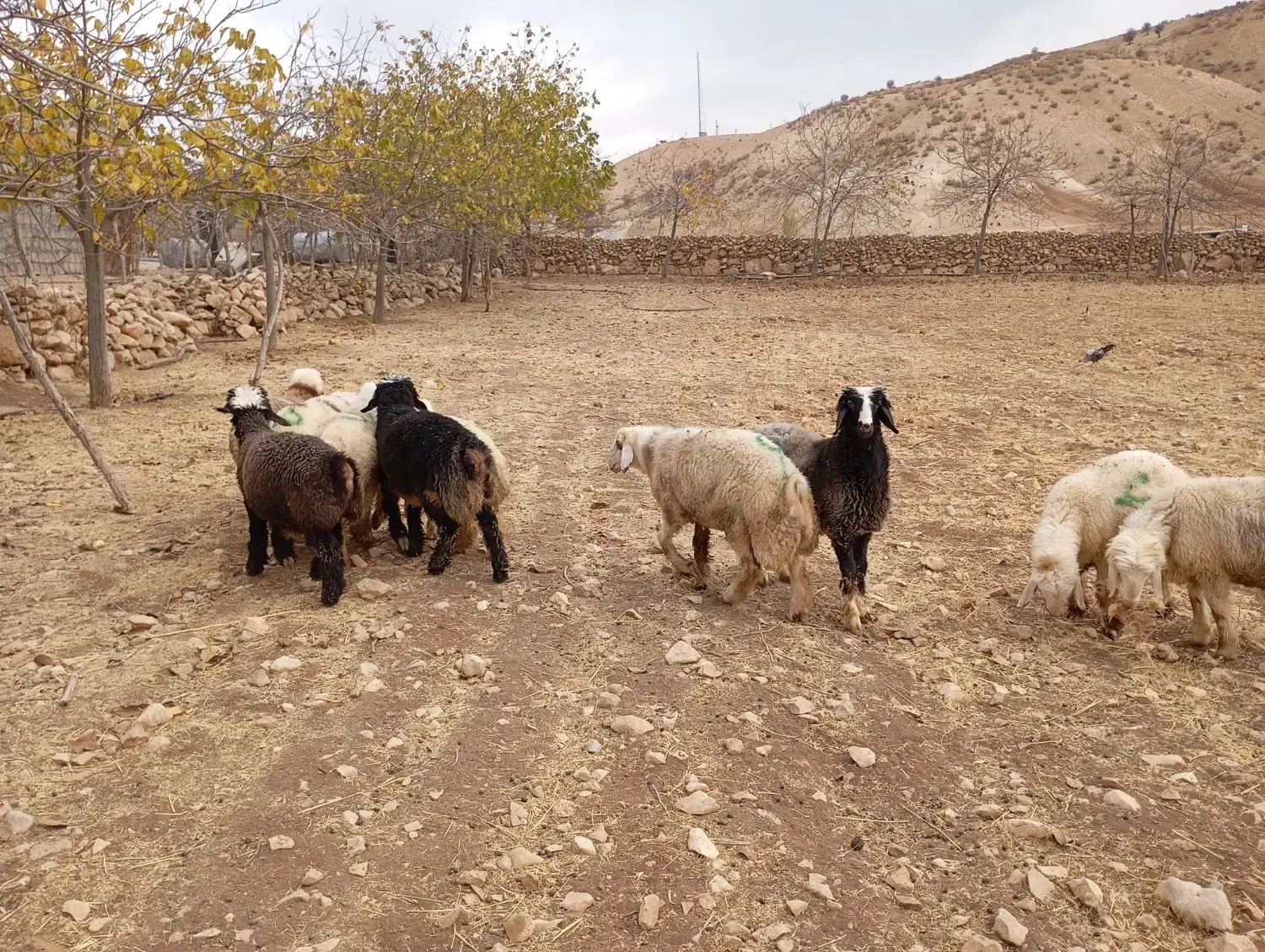 بره نر|حیوانات مزرعه|دیشموک, |دیوار