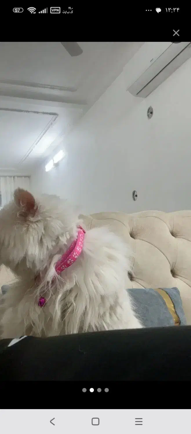 گربه پرشین|گربه|تفت, |دیوار