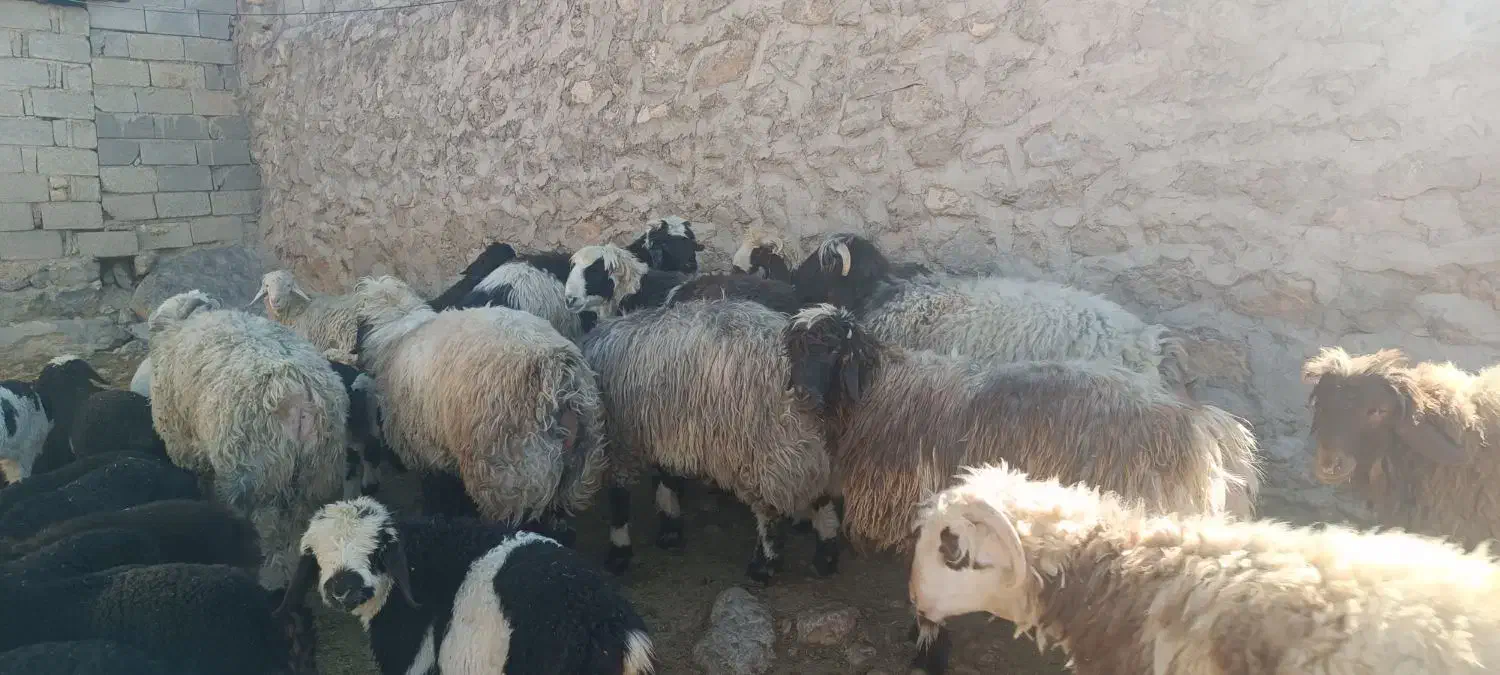 بره چاق|حیوانات مزرعه|شیراز, گویم|دیوار