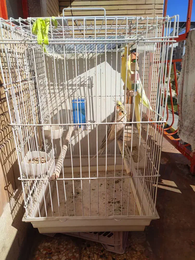 عروس هلندی|پرنده|ایلام, |دیوار