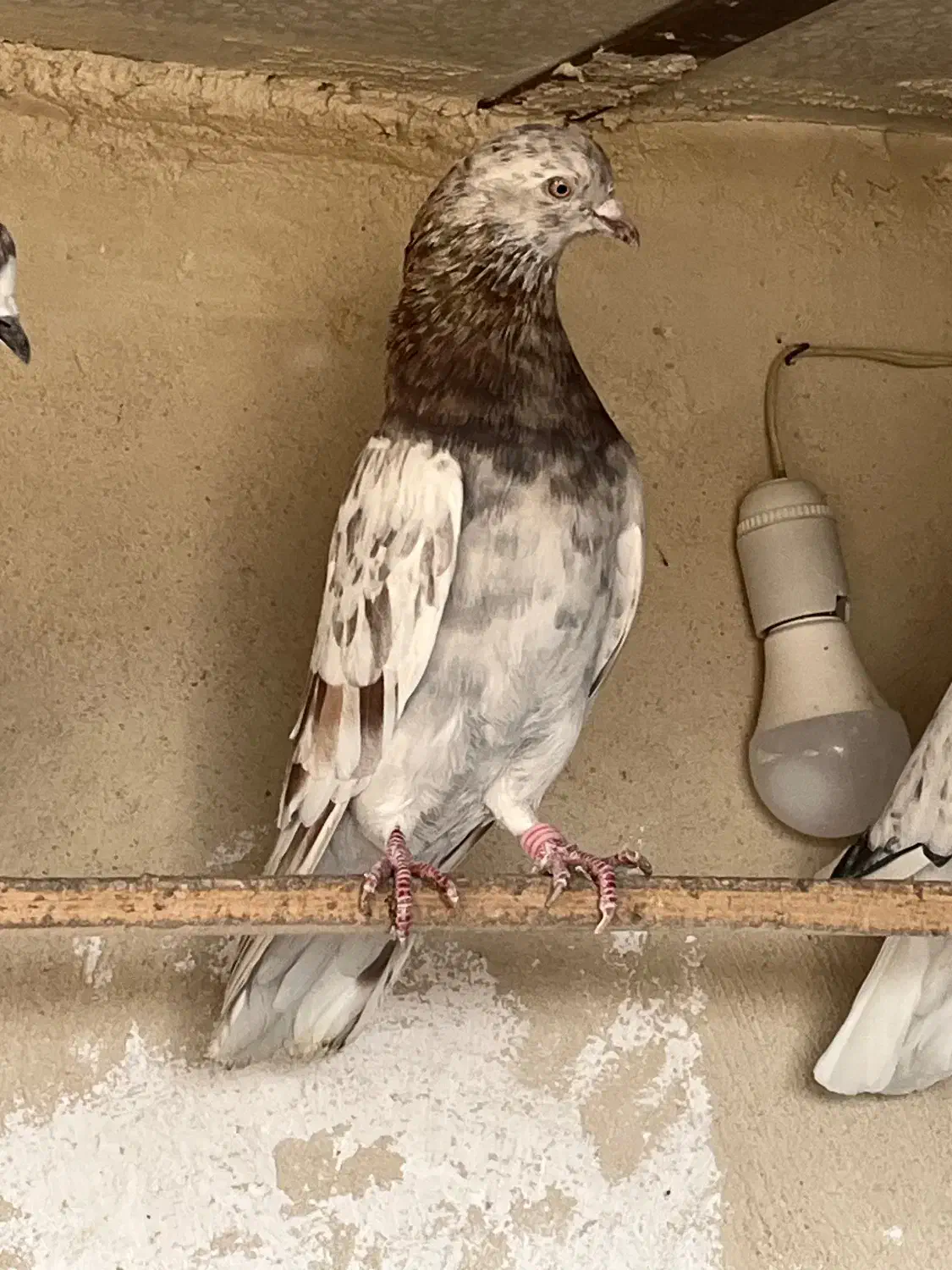 نروماده پرشی|پرنده|قم, حنیف نژاد|دیوار