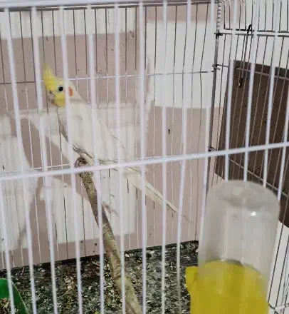 عروس هلندی نر لتینو مولد|پرنده|اهواز, پردیس|دیوار