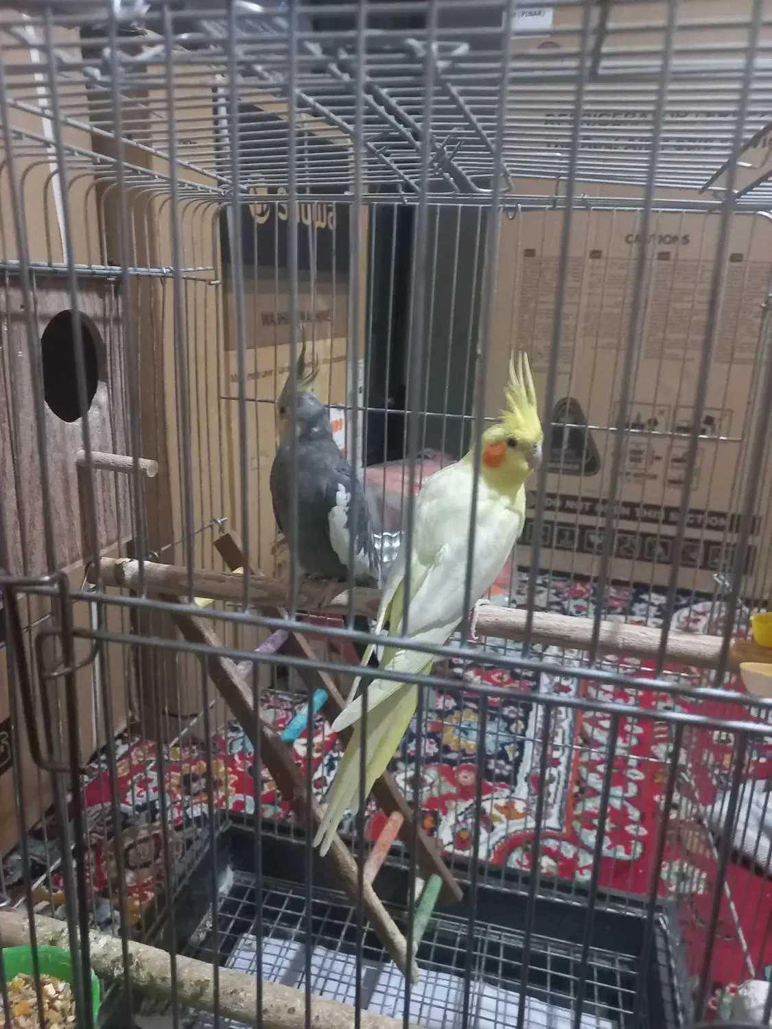 یک جفت عروس هلندی مولد بفروش می رسد|پرنده|نورآباد, |دیوار