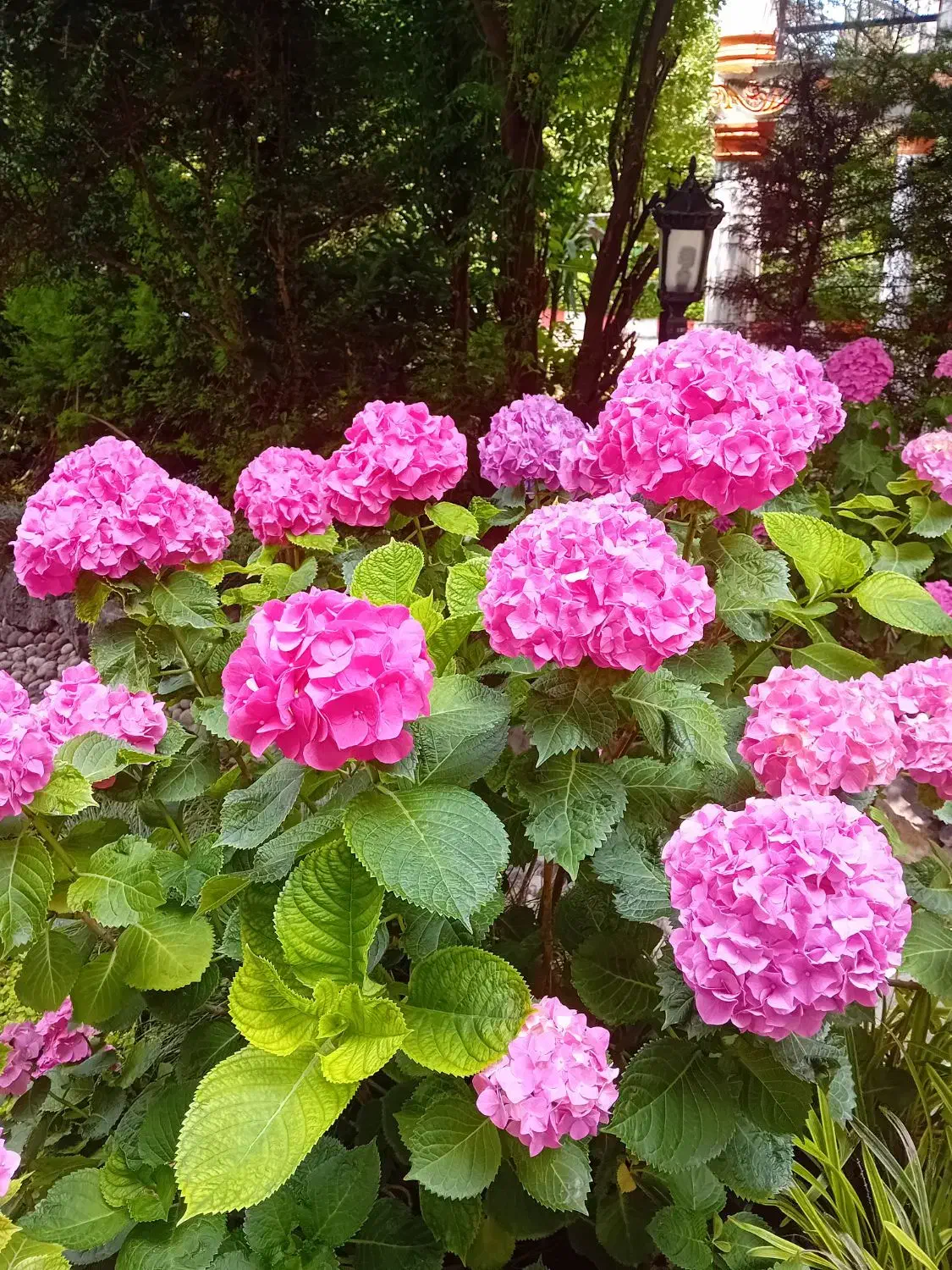 علف تراشی هرس کاری سمپاشی|خدمات باغبانی و درختکاری|رویان, |دیوار