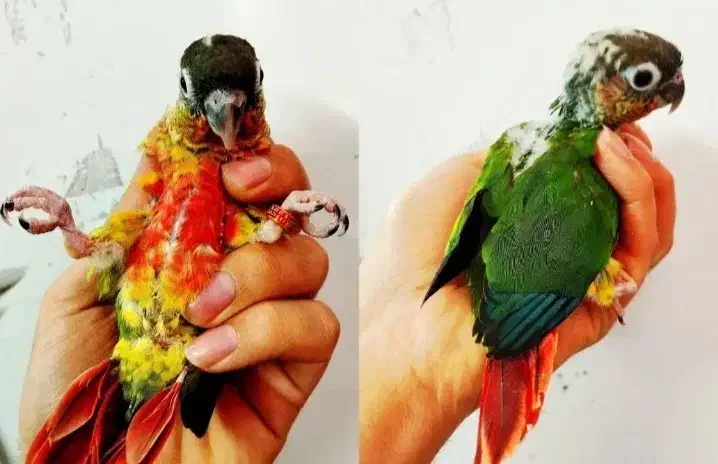 طوطی گرنچیک با طوطی برزلی سخنگو رقاص|پرنده|نظرآباد, رسالت|دیوار