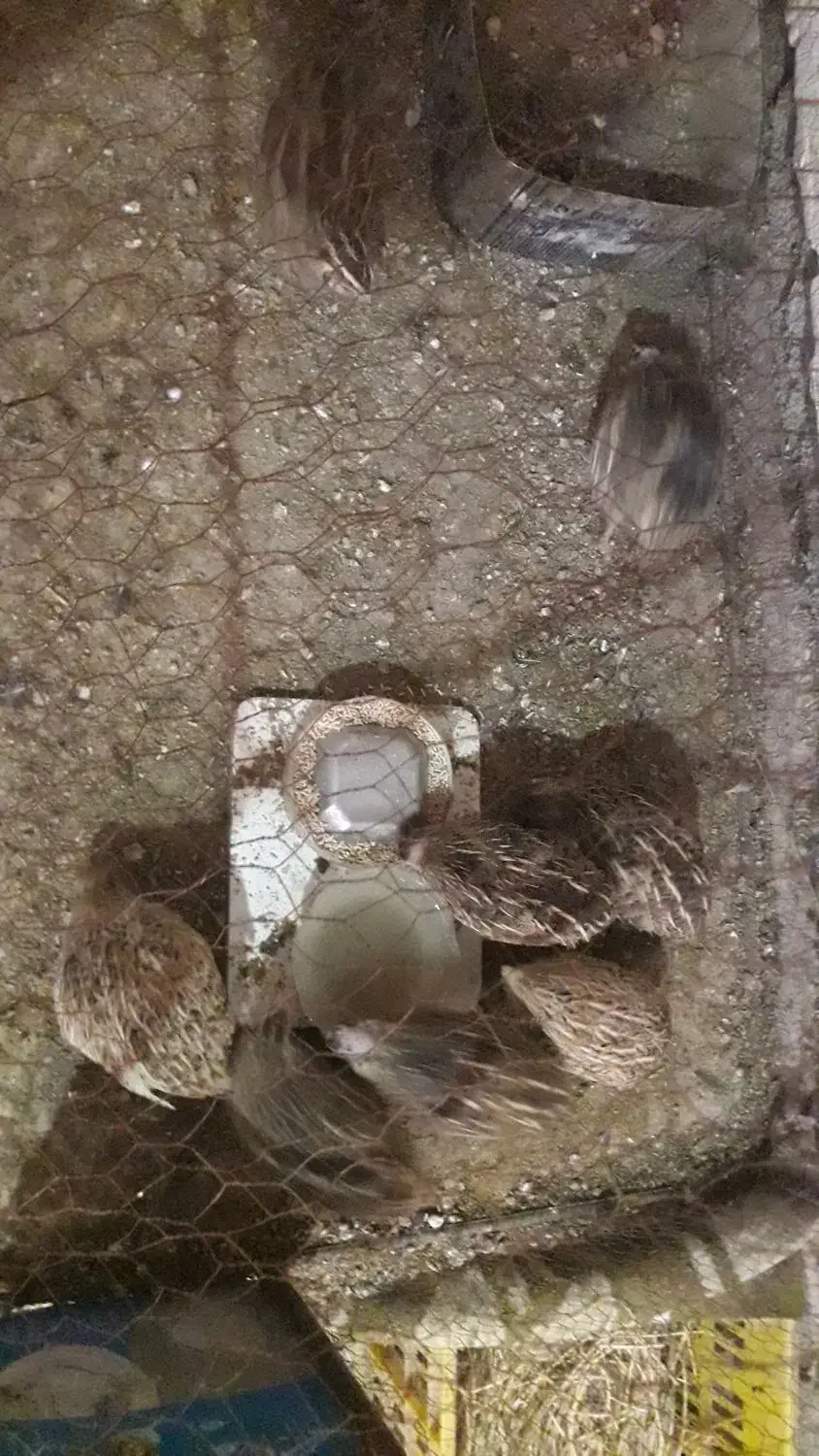 بلدرچین|حیوانات مزرعه|نوشین شهر, |دیوار