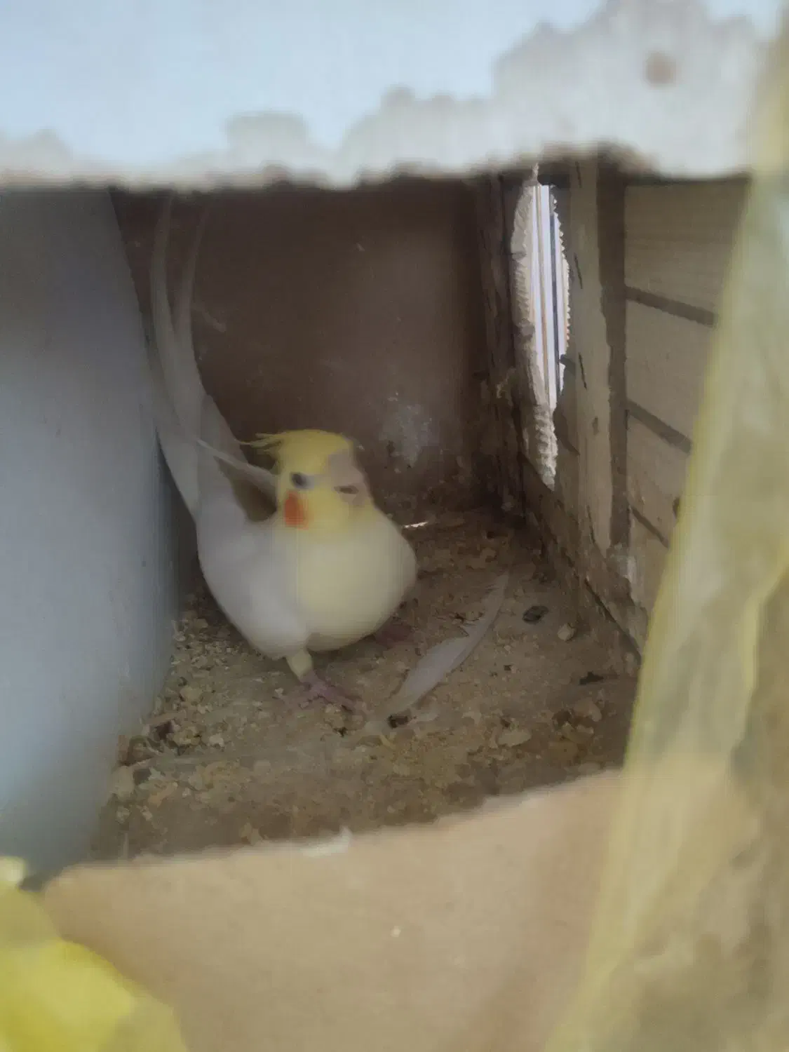 عروس هلندی بالغ وتخم گذار|پرنده|تهران, مسعودیه|دیوار