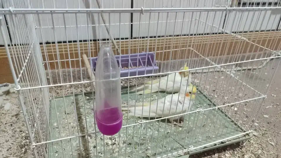 دو جفت عروس هلندی لوتینو|پرنده|هندیجان, |دیوار