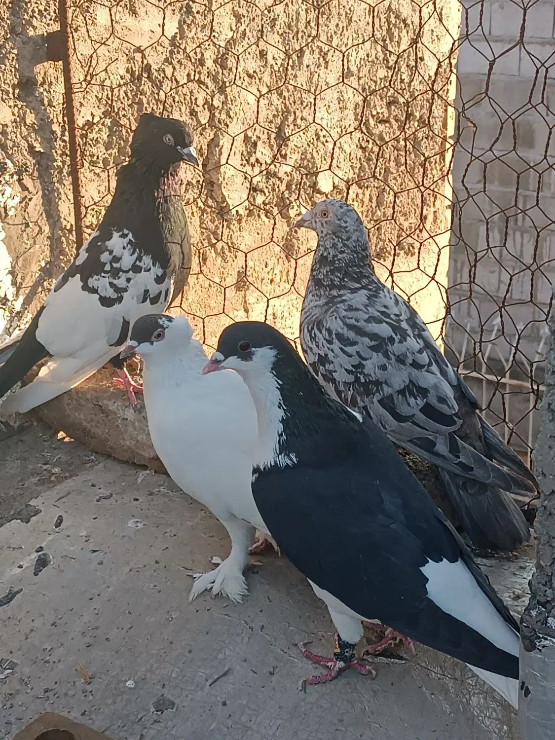 کبوتر بوم پرشی|پرنده|بجنورد, |دیوار