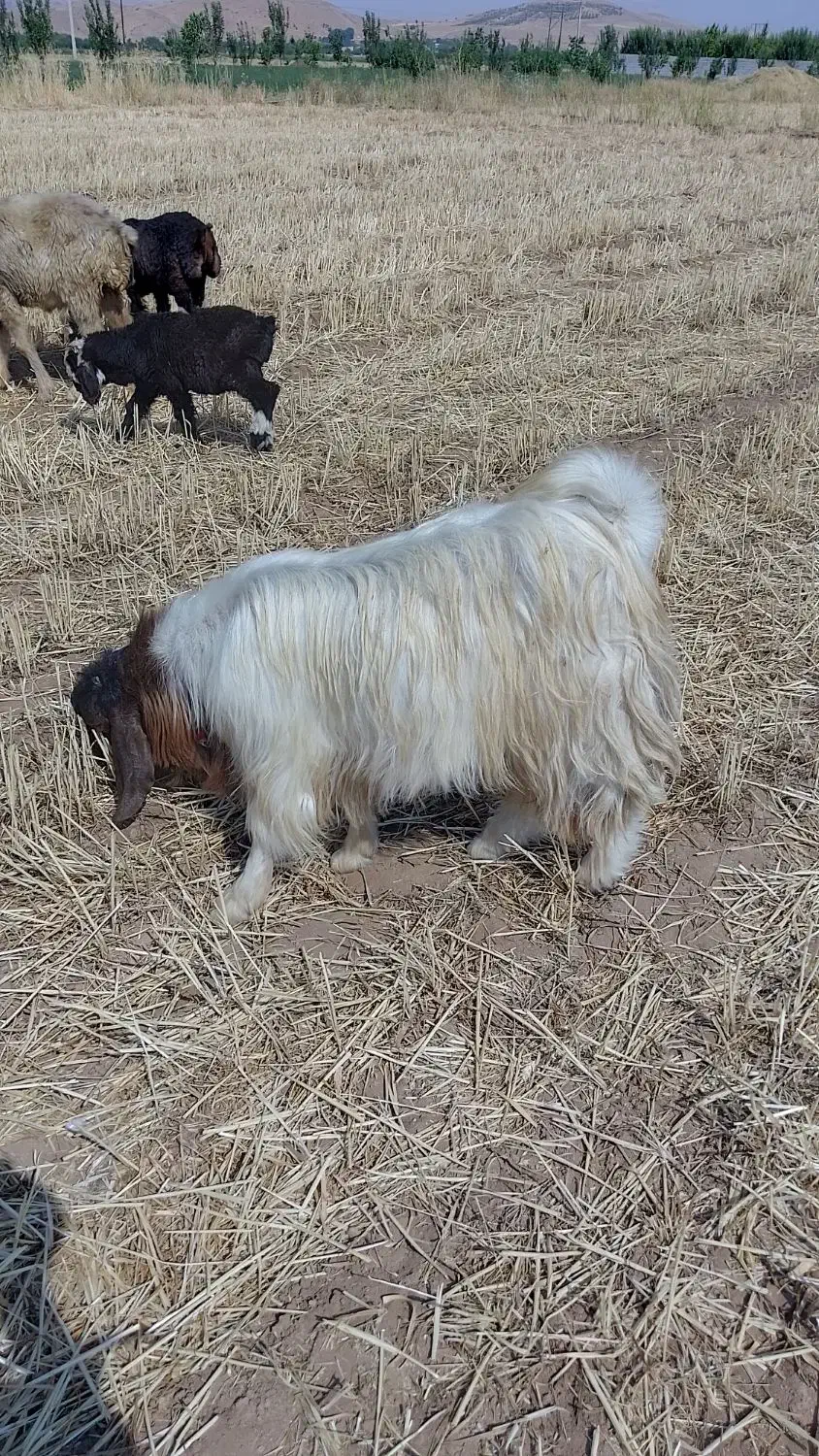 پازن سالم و سرحال|حیوانات مزرعه|همایجان, |دیوار