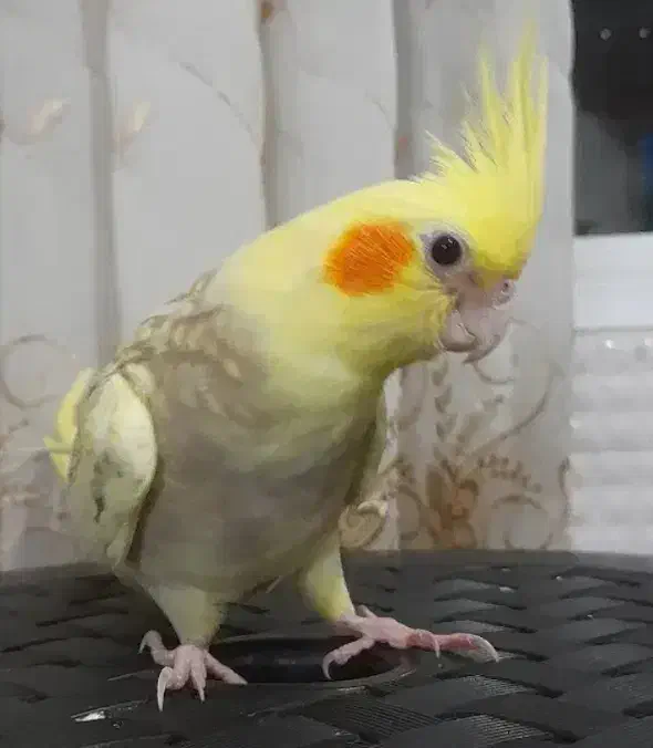 عروس هلندی نر|پرنده|شاهدشهر, |دیوار