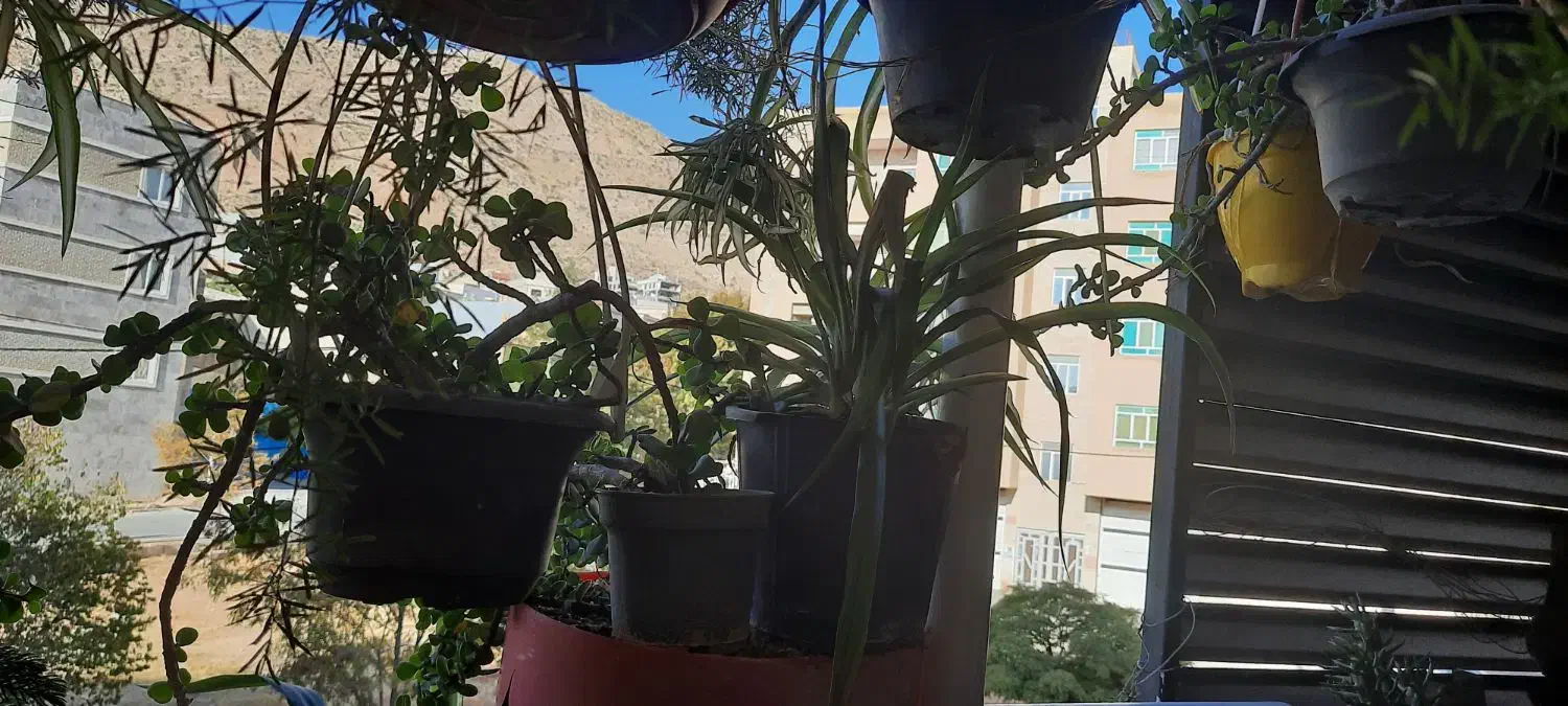 گل و گلدان|گل و گیاه طبیعی|صدرا-فارس, فاز ۱|دیوار