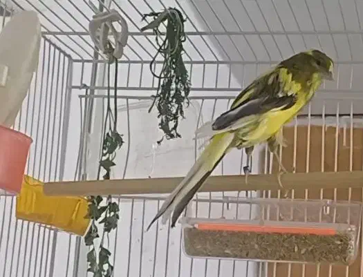 قناری رسمی کشیده بلند نر|پرنده|مشهد, هدایت|دیوار