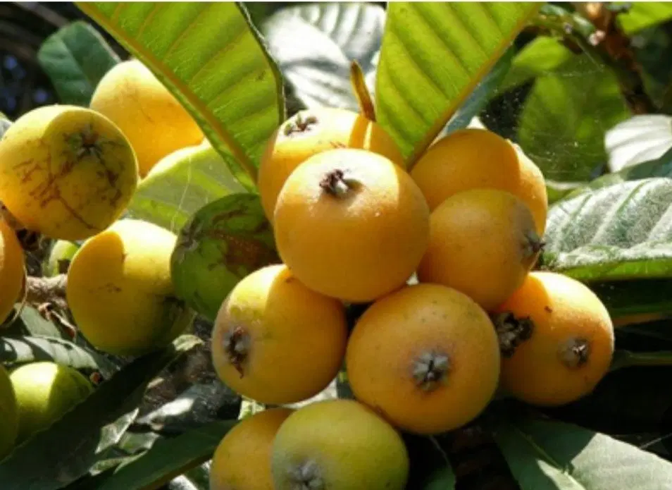 خرید نهال ازگیل ژاپنی. جنگلی. لاریمو|خدمات باغبانی و درختکاری|اصفهان, هزارجریب|دیوار
