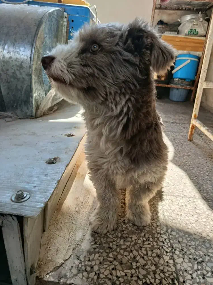 واگذاری سگ|سگ|شیراز, محراب|دیوار