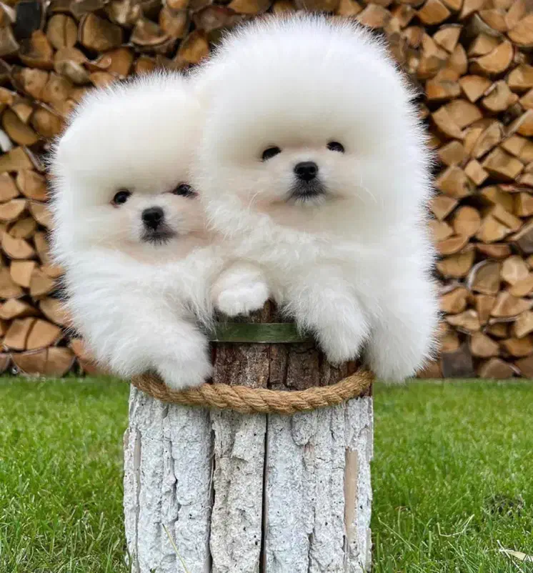 پرورش تخصصی سگ پامر خرسی در شیراز.پامرانین تیکاپ|سگ|شیراز, زند|دیوار