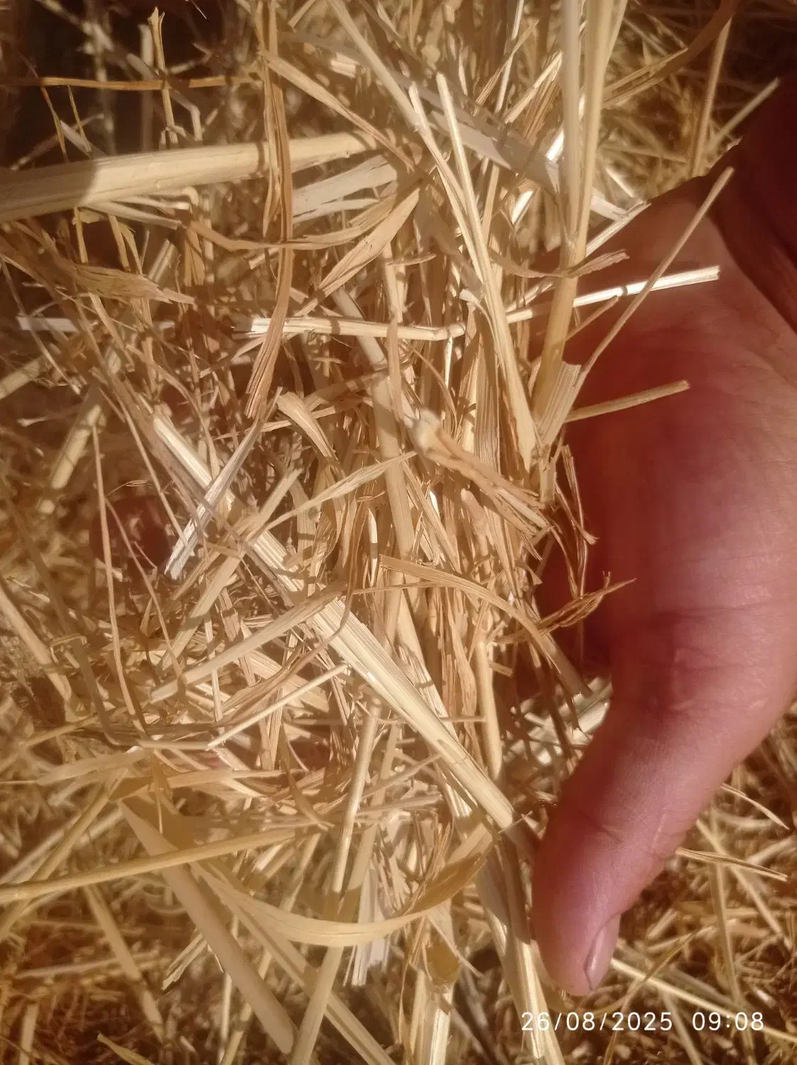 فروش کاه نرم وریز|حیوانات مزرعه|کهریزک, |دیوار